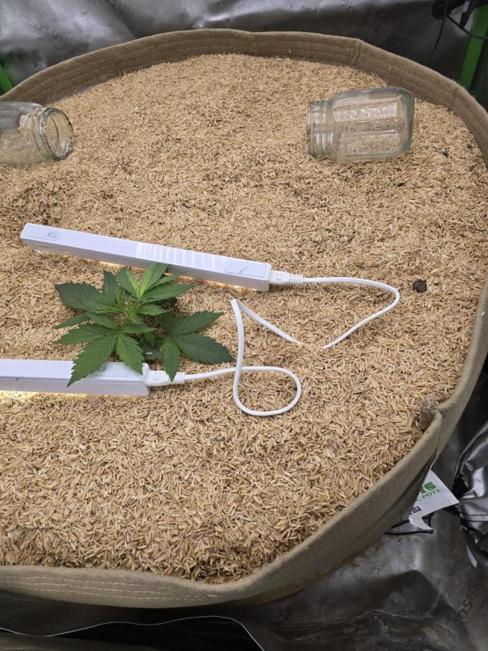 Northern lights (Overkill). Week 1