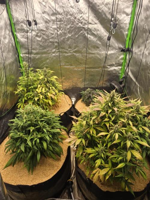 Strawberry gorilla living soil overkill. Week 8