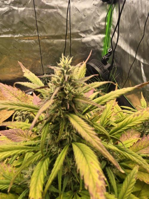 Strawberry gorilla living soil overkill. Week 8