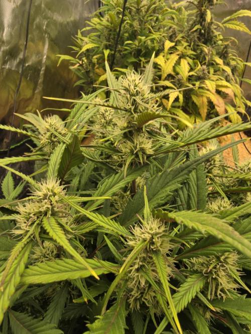 Strawberry gorilla living soil overkill. Week 8