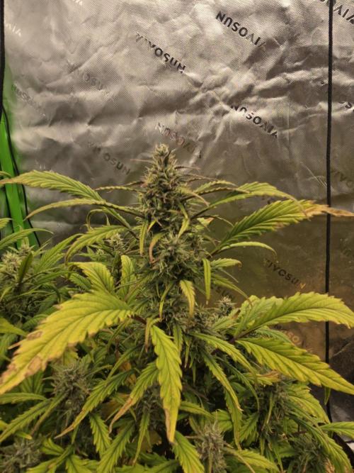 Strawberry gorilla living soil overkill. Week 8