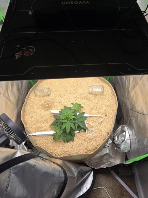 Northern lights (Overkill). Week 2