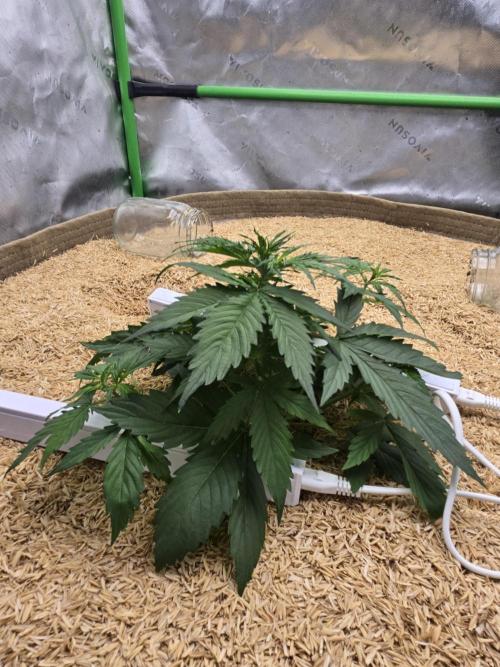 Northern lights (Overkill). Week 2