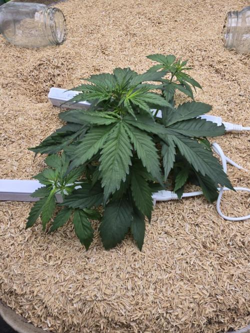 Northern lights (Overkill). Week 2