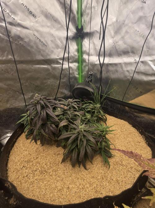 Strawberry gorilla living soil overkill. Week 9