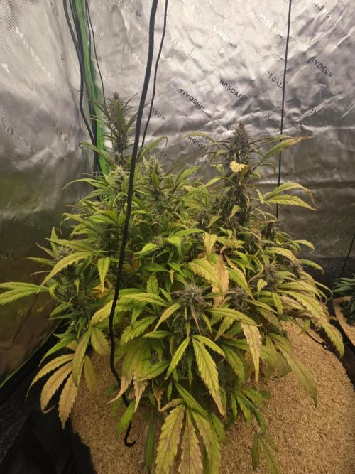 Strawberry gorilla living soil overkill. Week 9