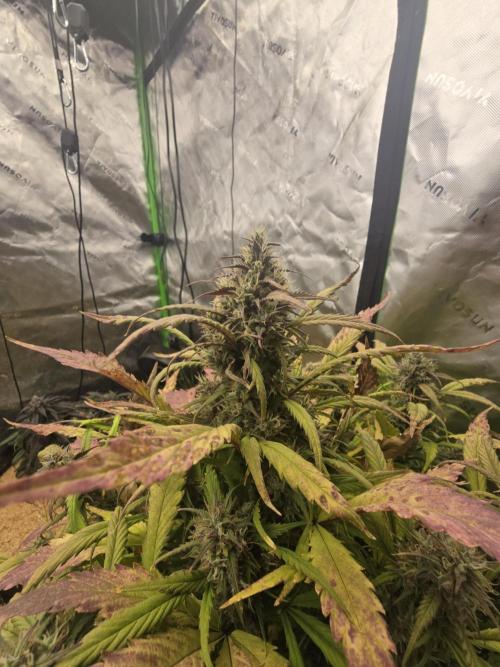 Strawberry gorilla living soil overkill. Week 9