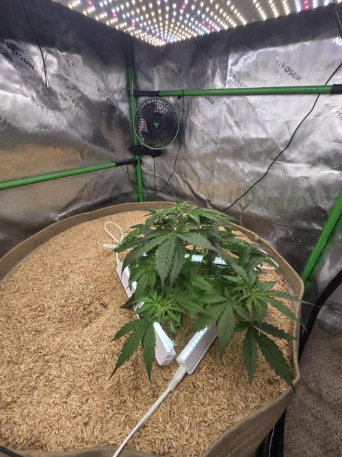 Northern lights (Overkill). Week 3