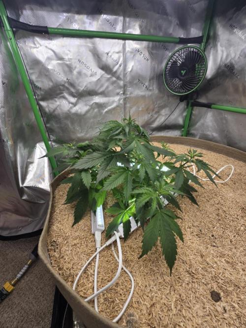 Northern lights (Overkill). Week 3