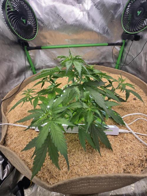 Northern lights (Overkill). Week 3