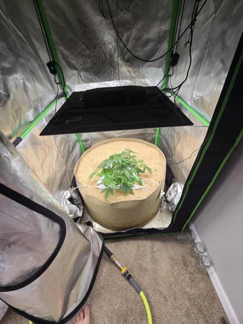 Northern lights (Overkill). Week 3