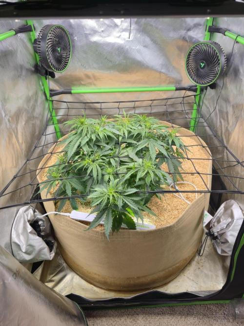 Northern lights (Overkill). Week 4