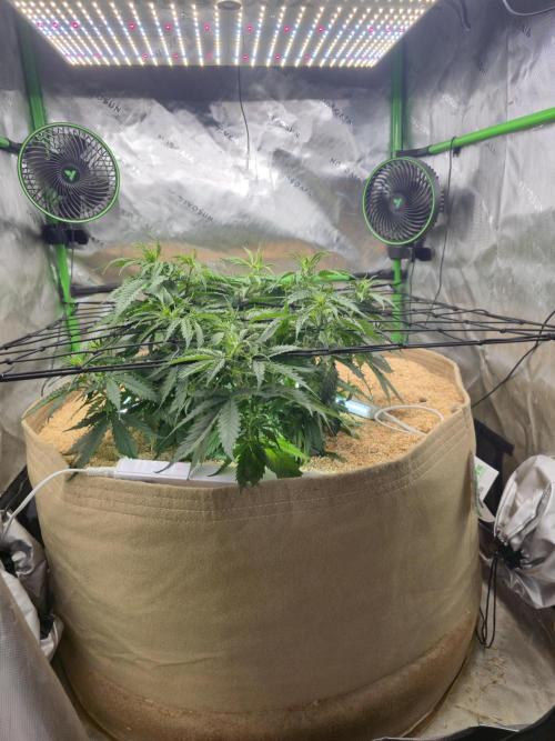 Northern lights (Overkill). Week 4