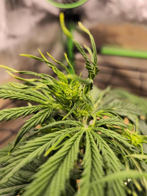 Northern lights (Overkill). Week 4