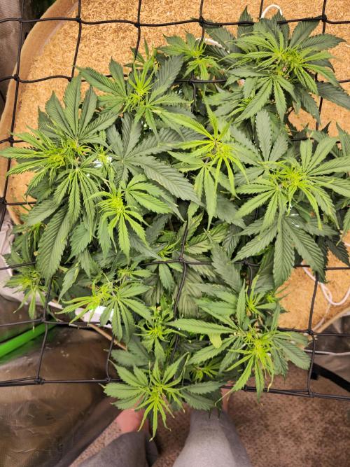 Northern lights (Overkill). Week 4