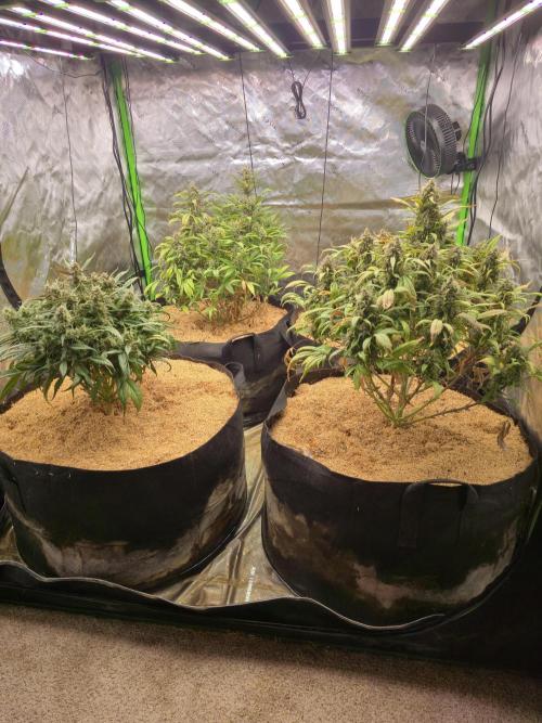 Strawberry gorilla living soil overkill. Week 10