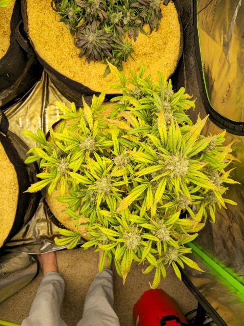 Strawberry gorilla living soil overkill. Week 10