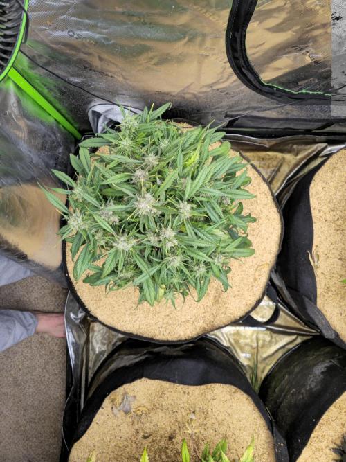 Strawberry gorilla living soil overkill. Week 10