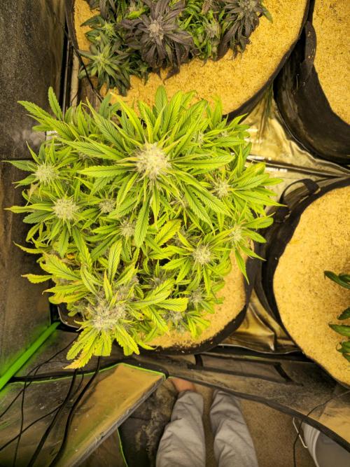 Strawberry gorilla living soil overkill. Week 10