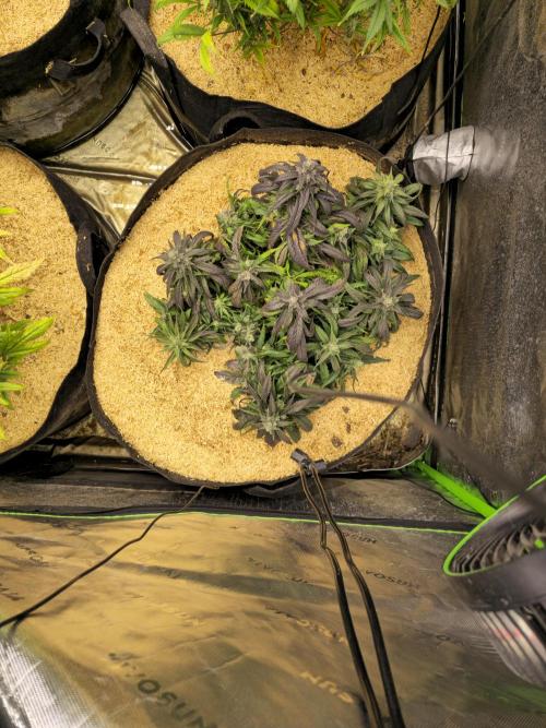 Strawberry gorilla living soil overkill. Week 10