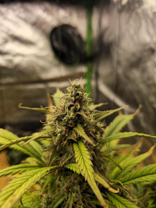 Strawberry gorilla living soil overkill. Week 10