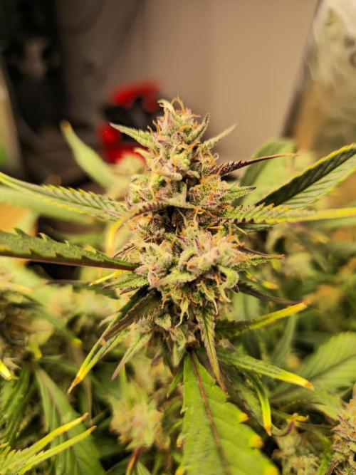 Strawberry gorilla living soil overkill. Week 10