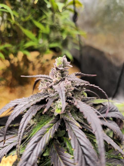 Strawberry gorilla living soil overkill. Week 10