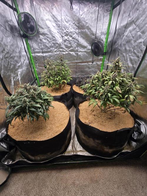 Strawberry gorilla living soil overkill. Week 11