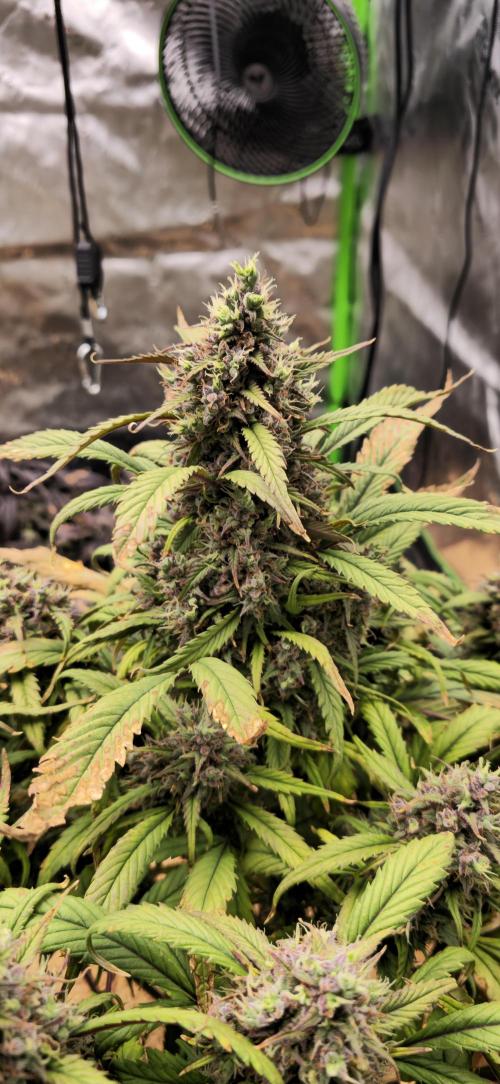 Strawberry gorilla living soil overkill. Week 11