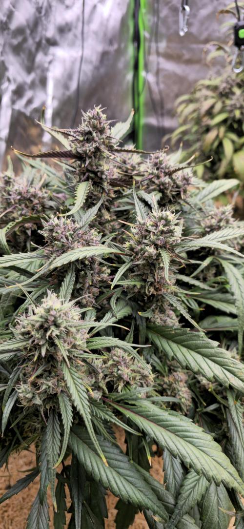 Strawberry gorilla living soil overkill. Week 11