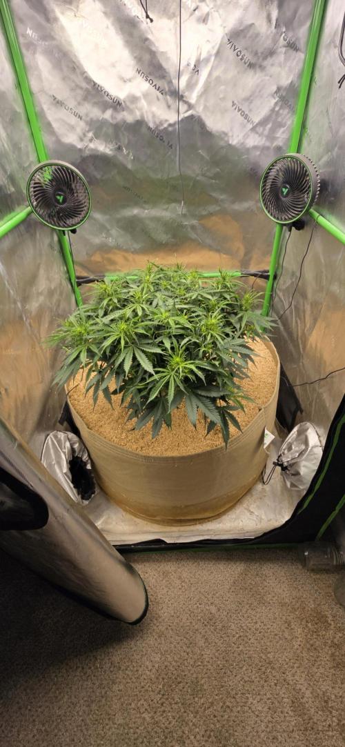 Northern lights (Overkill). Week 5