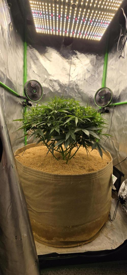 Northern lights (Overkill). Week 5