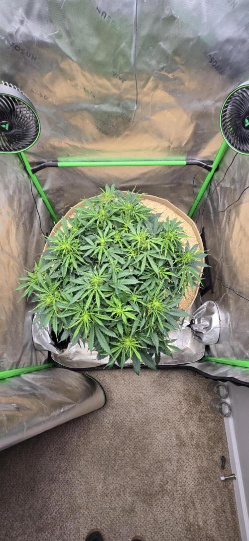 Northern lights (Overkill). Week 5