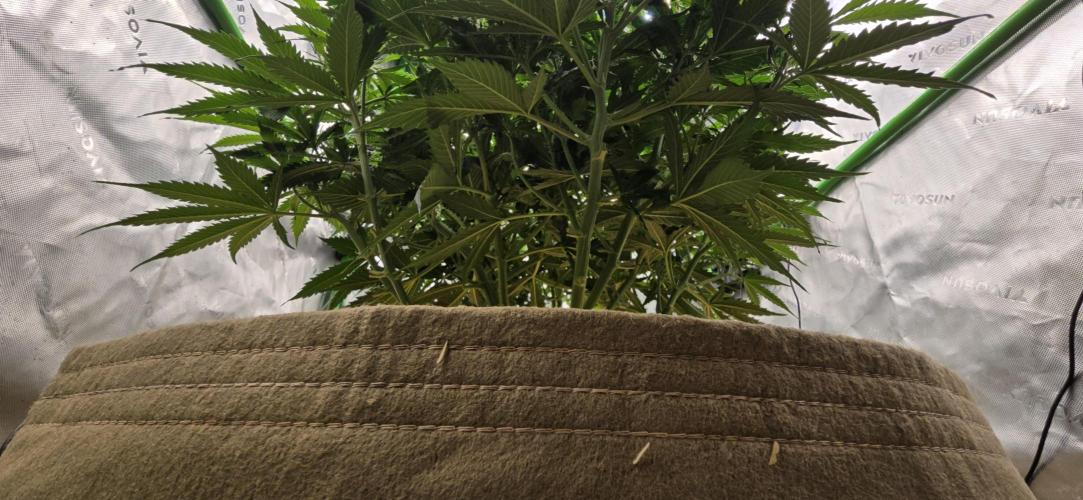 Northern lights (Overkill). Week 5