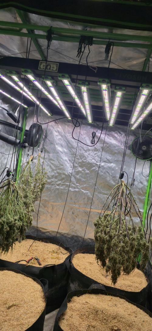 Strawberry gorilla living soil overkill. Week 12