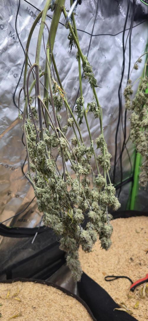 Strawberry gorilla living soil overkill. Week 12