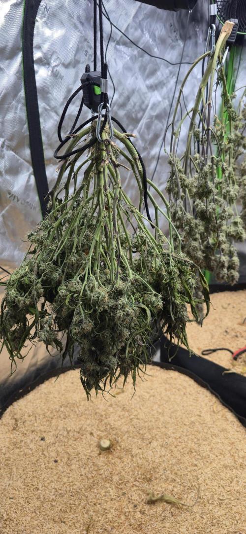 Strawberry gorilla living soil overkill. Week 12