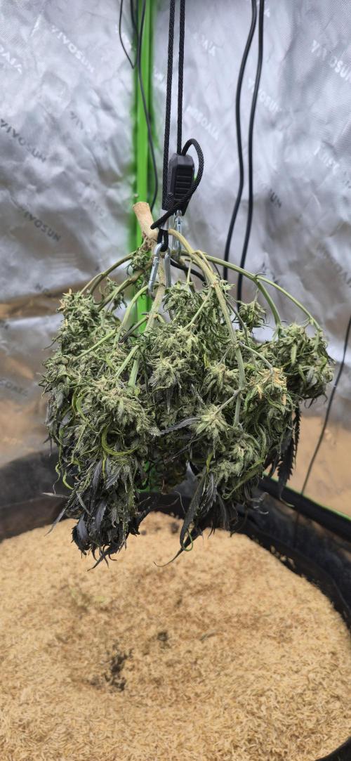 Strawberry gorilla living soil overkill. Week 12