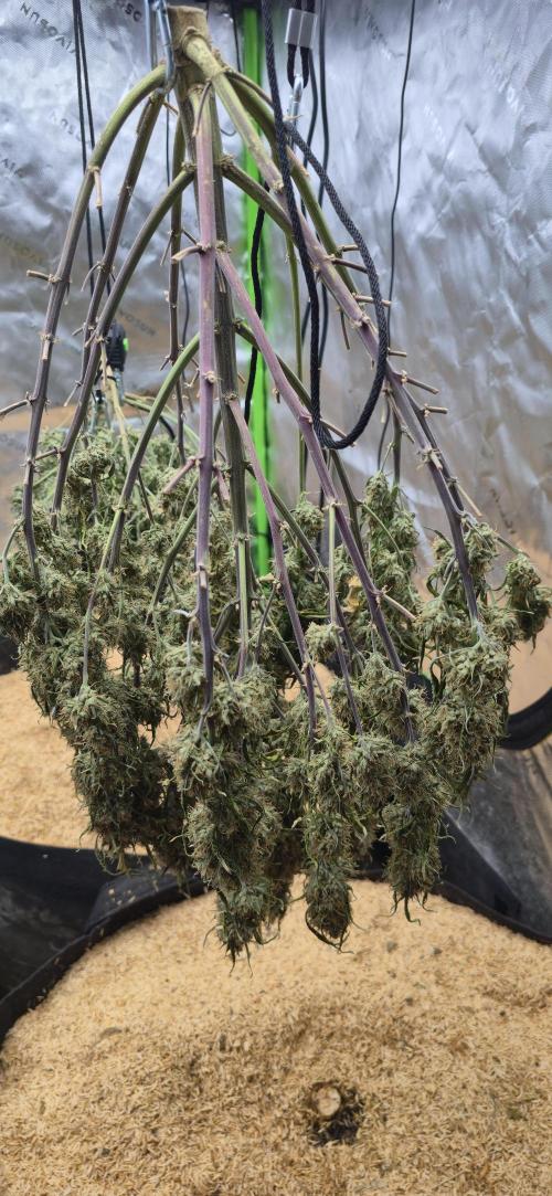 Strawberry gorilla living soil overkill. Week 12