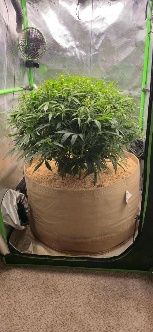 Northern lights (Overkill). Week 6