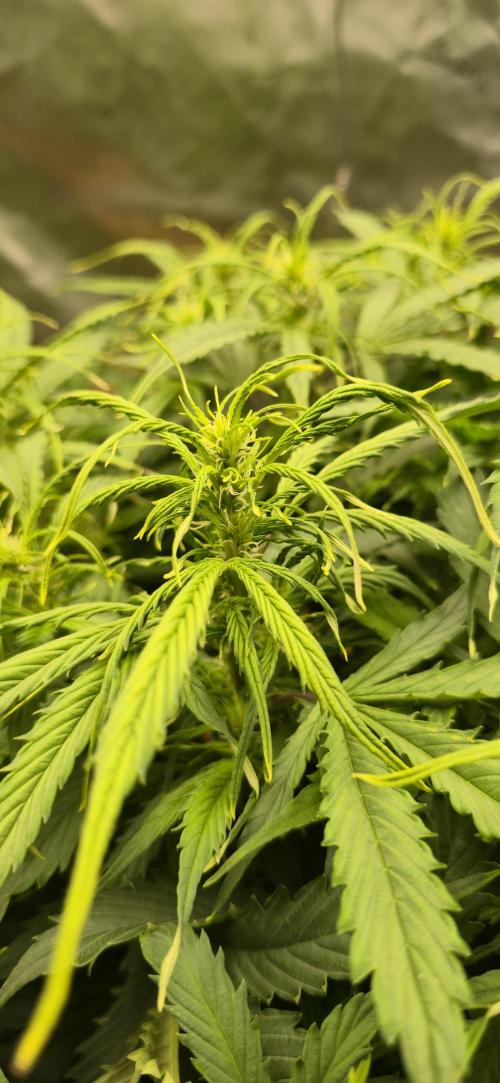 Northern lights (Overkill). Week 6