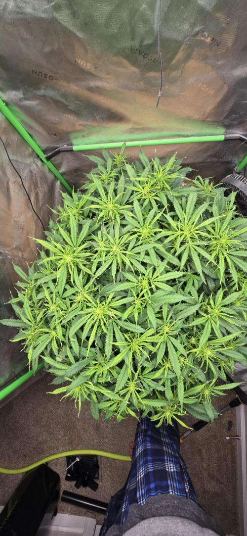 Northern lights (Overkill). Week 6