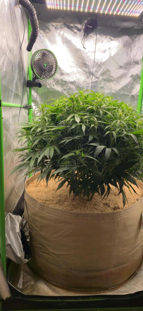 Northern lights (Overkill). Week 6