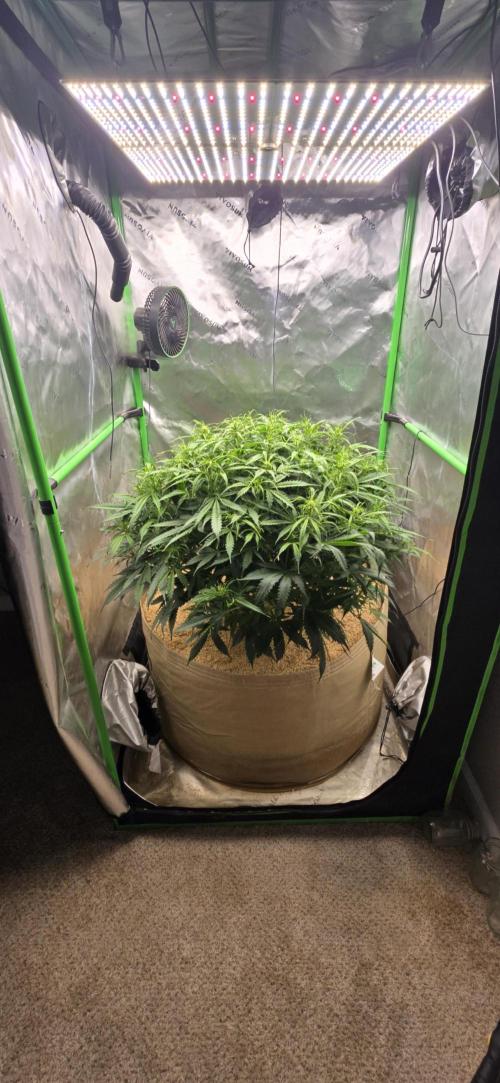 Northern lights (Overkill). Week 6