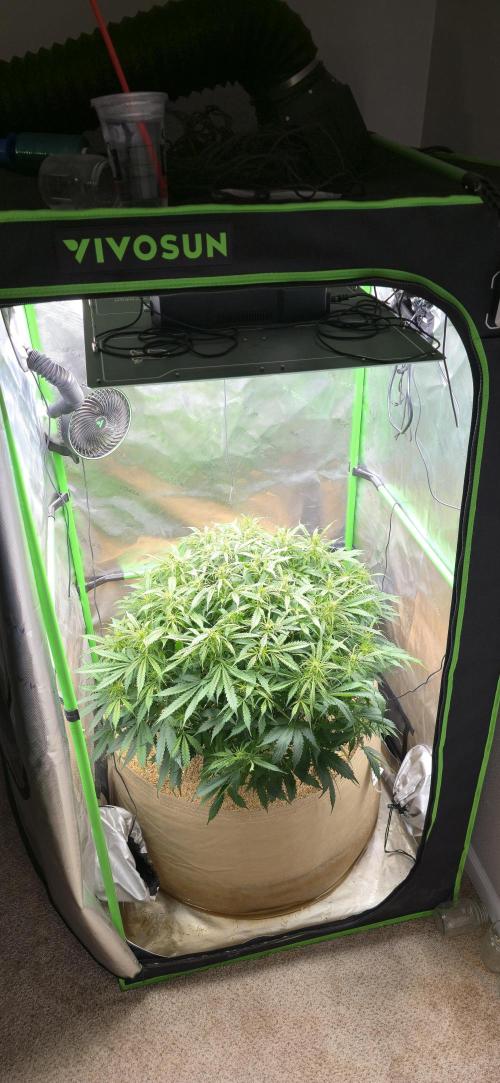 Northern lights (Overkill). Week 6