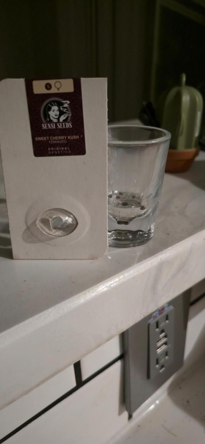 Sweet Cherry Kush Monster LSOK. Week 0