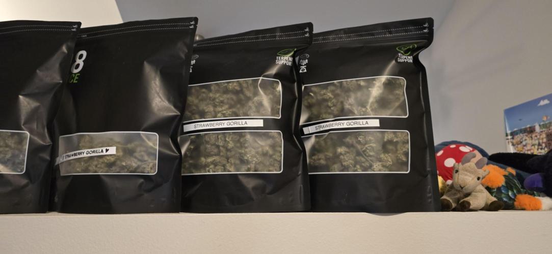 Strawberry gorilla living soil overkill. Week 12