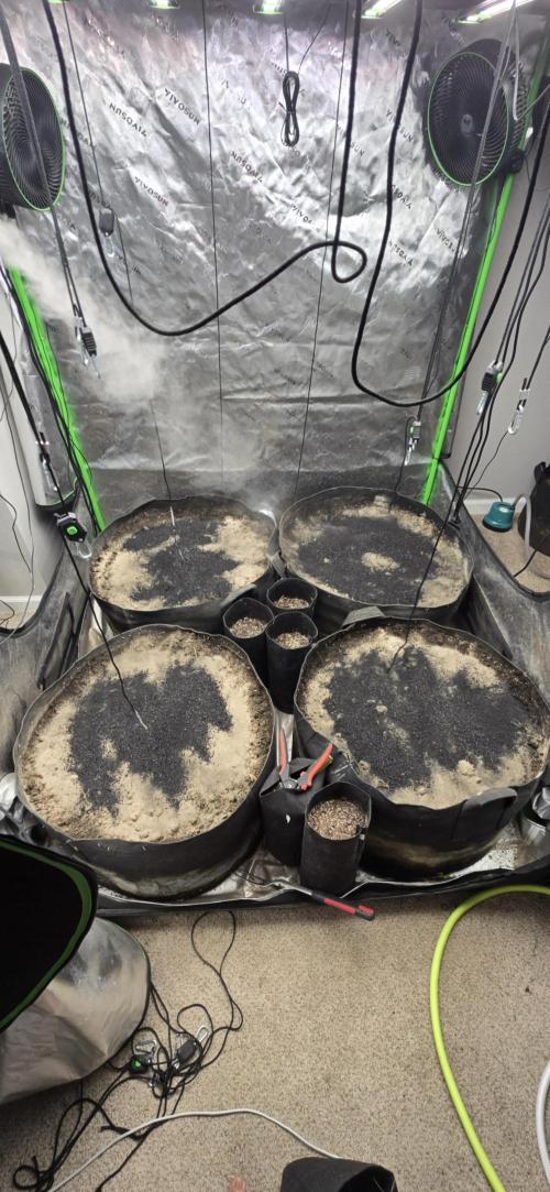 Sweet Cherry Kush Monster LSOK. Week 1