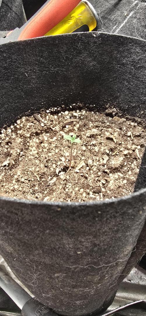 Sweet Cherry Kush Monster LSOK. Week 1