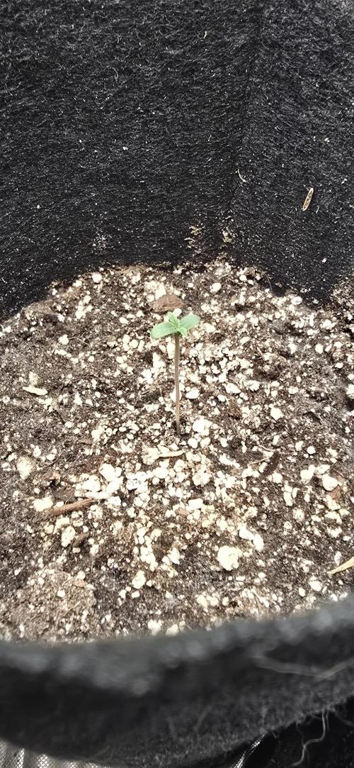 Sweet Cherry Kush Monster LSOK. Week 1